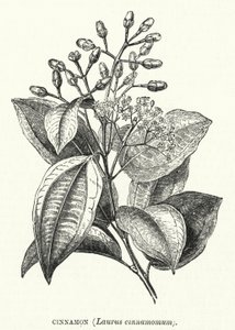 Cinnamon, Laurus Cinnamomum by English School