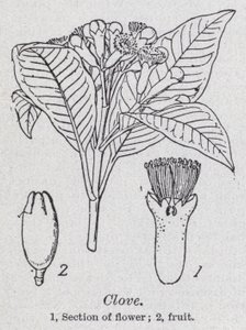 Clove by English School