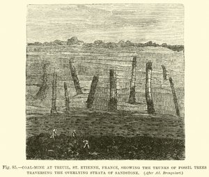 Coal-Mine at Treuil, St Etienne, France, Showing the Trunks of Fossil Trees Traversing the Overlying Strata of Sandstone