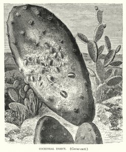 Cochineal Insect, Coccus Cacti (Engraving)