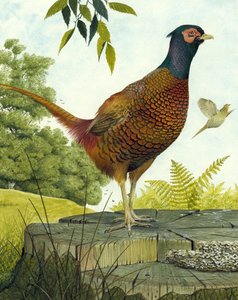 Cock Pheasant by English School