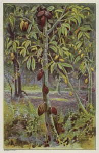 Cocoa plantation, Trinidad