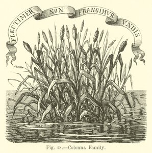 Colonna Family by English School