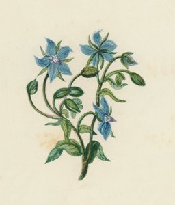 Common Borage, Borago Officinalis