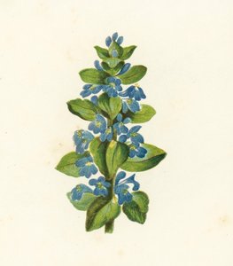 Common Bugle, Ajuga Reptans