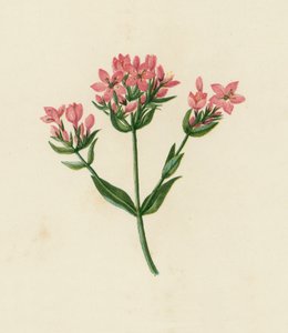 Common Centaury, Erythraea Centaurium by English School