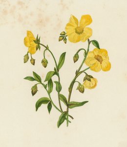 Common Cistus; or, Rock Rose, Helianthemum Vulgare