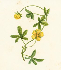 Common Creeping Cinquefoil, Potentilla Reptans
