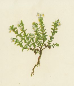 Common Eyebright, Euphrasia Officinalis