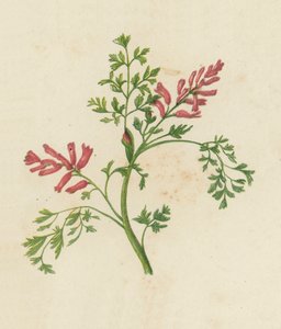 Common Fumitory, Fumaria Officinalis by English School