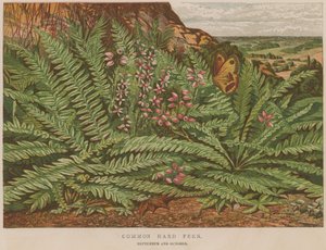 Common Hard Fern
