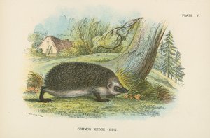 Common Hedge-Hog by English School