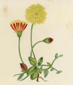 Common Mouse-Ear Hawkweed, Hieracium Pilosella