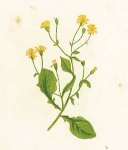 Common Nipple-Wort, Lapsana Communis