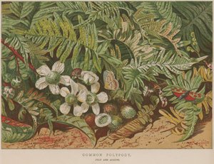 Common Polypody