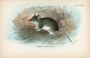 Common Pouched Mouse