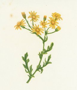 Common Ragwort, Senecio Jacobaea by English School