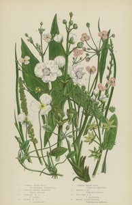 Common Star-Fruit, Greater Water Plantain, Floating Water Plantain, Lesser Water Plantain by English School