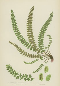 Common Wall Spleenwort