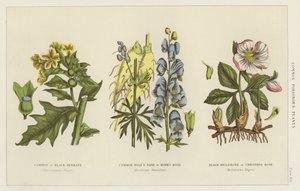 Common poisonous plants by English School