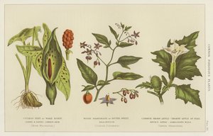Common Poisonous Plants by English School