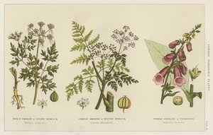 Common Poisonous Plants by English School