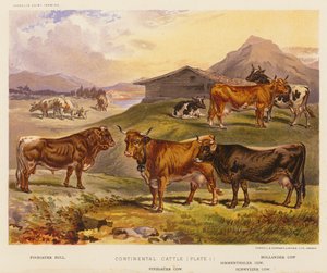 Continental Cattle