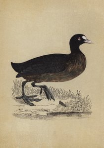Coot