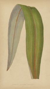 Cordyline (Dracaena) Indivisa by English School