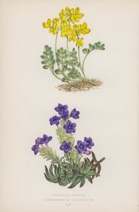 Coronilla Minima; Lithospermum Prostratum