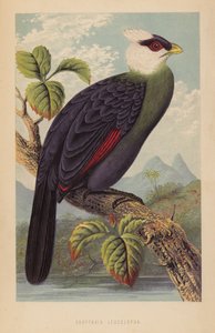 Corythaix Leucolopha by English School
