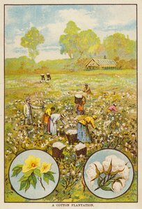 Cotton Plantation