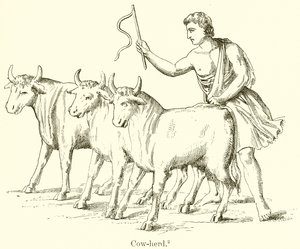 Cow-Herd