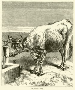 Cow Working a Pump by English School