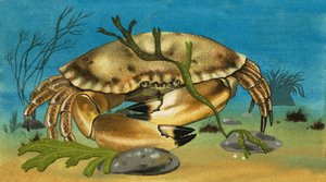 Crab by English School