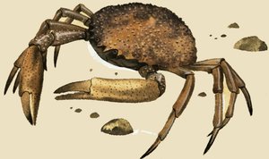 Crab by English School