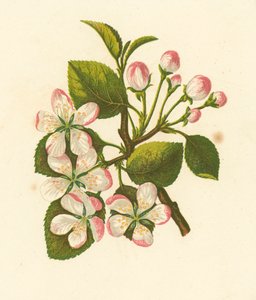 Crab Apple, Pyrus Malus