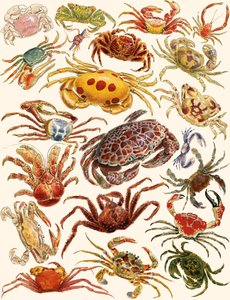 Crabs by English School