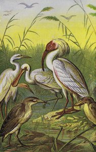 Cranes, Herons, and Spoonbill