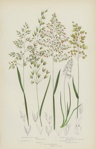 Creeping Soft Grass, Meadow Soft Grass, Common Oat Like Grass, Northern Holy Grass, Crested Koeleria