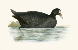 Crested Coot, illustration from 