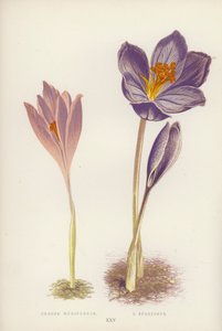 Crocus Nudiflorus; C Speciosus