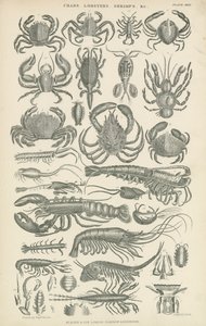 Crustaceans by English School