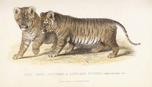 Cubs Bred between a Lion and Tigress, Three Months Old by English School