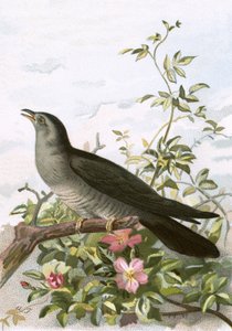 Cuckoo by English School