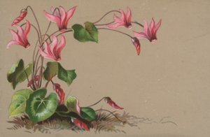 Cyclamen
