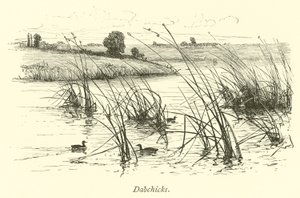 Dabchicks by English School