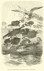 Dactylopterus Volitans, Flying Gurnards by English School