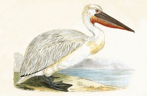 Dalmatian Pelican, illustration from 