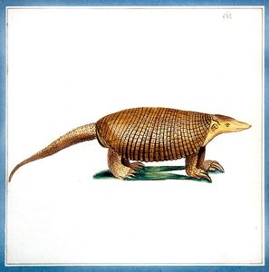 Dasypus armadillo